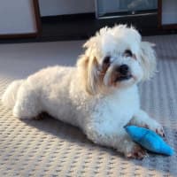 Photo of Cookie 🍪 