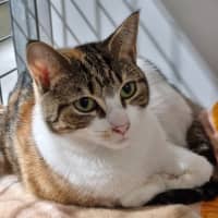 Photo of Fabiola (Bonded With Maxine) 