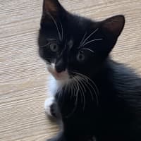 Photo of Foxy Socks Buu