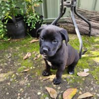 Photo of Pepper   10 Week Old Staffy X