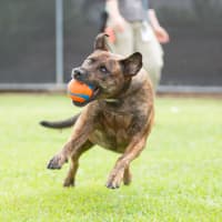 Photo of Rusty