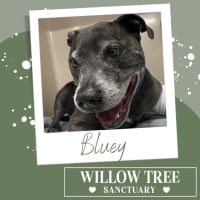 Photo of Bluey