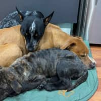 Photo of Potato   9 Week Old Shar Pei X Staffy 