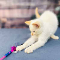 Photo of Snippa   Meet Me At Vets On Parker