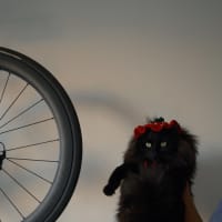 Photo of Rollie
