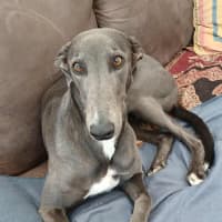 Photo of Dixie, The Greyhound