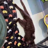 Photo of Sooty 