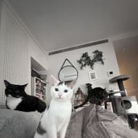 Photo of Subi