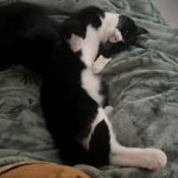 Photo of Parsnip