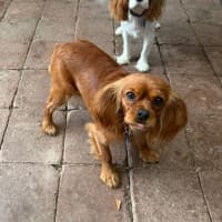 Photo of Lizzie And Velvet