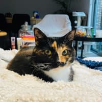 Photo of Aggie