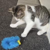 Photo of River Meet Me@Petstock Carrum Downs 