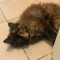 Photo of Pumpkin Spice Latte **2nd Chance Cat Rescue**