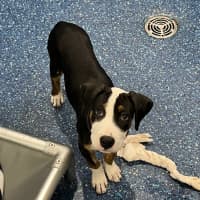 Photo of Maverick