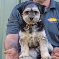 Photo of Pepper