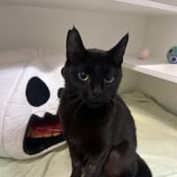 Photo of Sushi