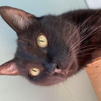 Photo of Purrcy