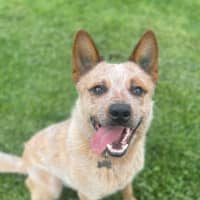Photo of Rusty