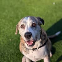 Photo of Indi