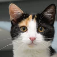 Photo of Cleo