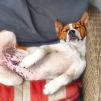 Photo of Chunky