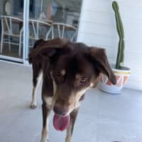 Photo of Boris   1.5 Year Old Kelpie (On Trial)