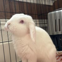 Photo of Asparagus (Bonded To Rhubarb)