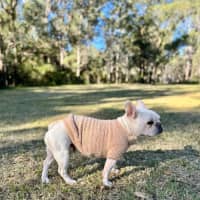 Photo of Chantilly