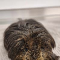 Photo of 🧉 Cola 6177 🧉