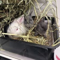 Photo of Blinky (Bonded To Bambi)