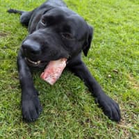 Photo of Buddy