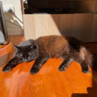 Photo of Kiki   In Foster In Preston