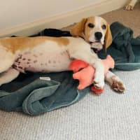 Photo of Henry B   3 Month Old Beagle