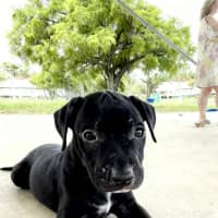 Photo of Juno