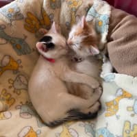 Photo of Crumpet