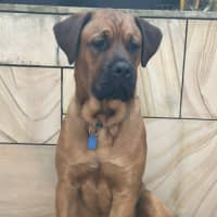 Photo of Kovu