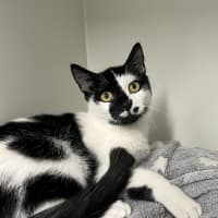 Photo of Orca 