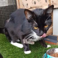 Photo of Betty Boop Now Available At Pet Quarters Morisset