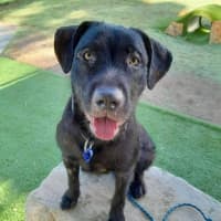 Photo of Tui   1 Year Old Wolfhound X