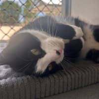 Photo of Mittens