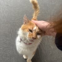 Photo of Ginge * 9 Lives Project Rescue*