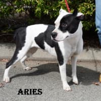 Photo of Aries