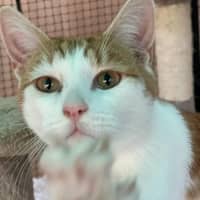 Photo of Mr. Smiley Meow ** 2nd Chance Cat Rescue**