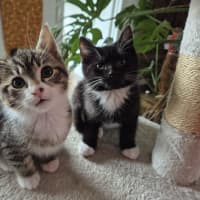 Photo of Boo & Pip