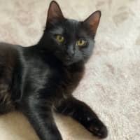 Photo of Pea