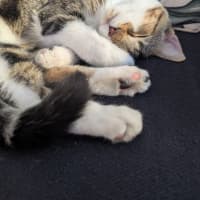 Photo of Dottie Golden