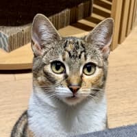 Photo of Maple
