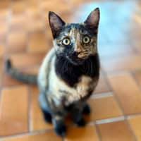 Photo of Dara   In Foster Care In Brunswick