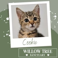 Photo of Cookie