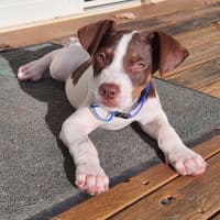 Photo of Buck